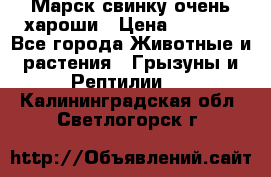 Марск свинку очень хароши › Цена ­ 2 000 - Все города Животные и растения » Грызуны и Рептилии   . Калининградская обл.,Светлогорск г.